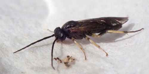 Réf. 343 690 : Nematinae inconnu